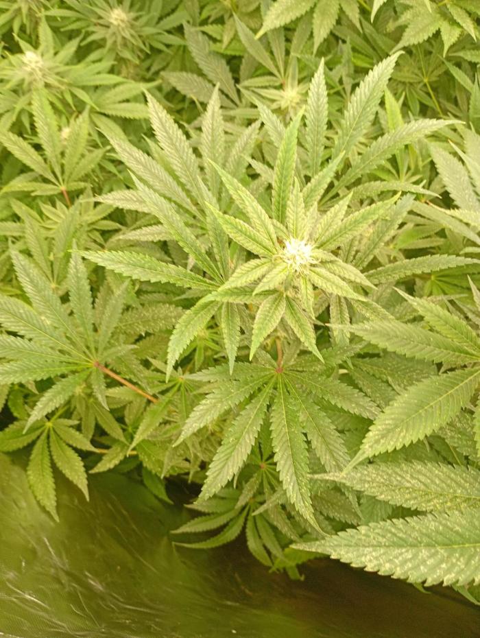 Cosmic Cheddar F1'26 Royal Queen Seeds. Week 13