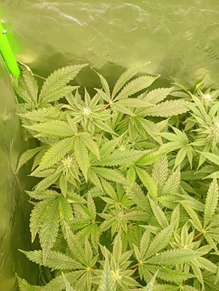 Lemon Cherry Gelato P#1 Barneys Farm. Week 15