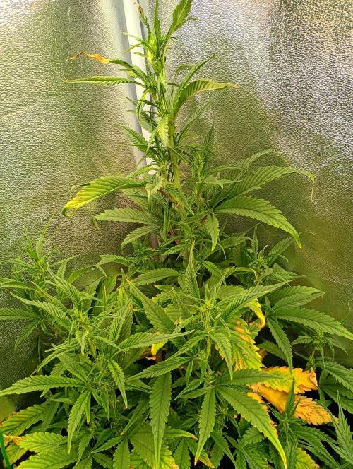 Strawberry Gorilla Auto RF3. Week 9