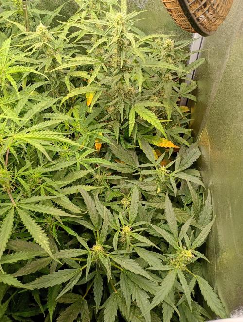 Epsilon F1 Royal Queen Seeds. Week 10