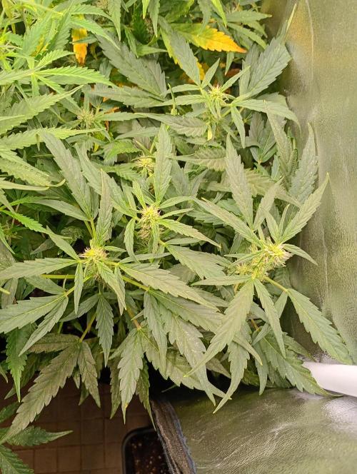 Epsilon F1 Royal Queen Seeds. Week 10