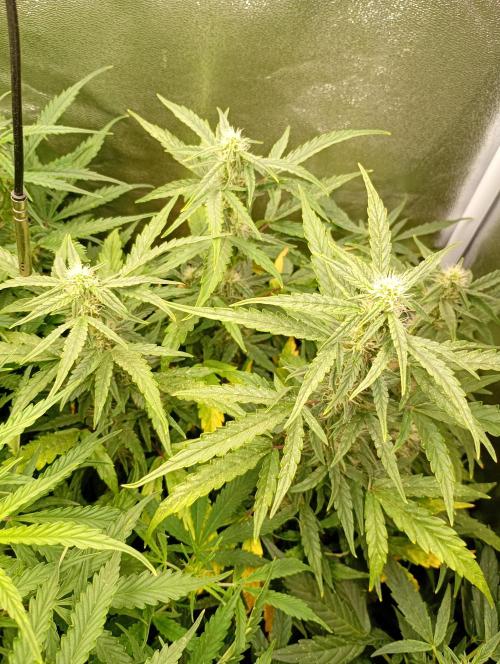 Epsilon F1 Royal Queen Seeds. Week 10