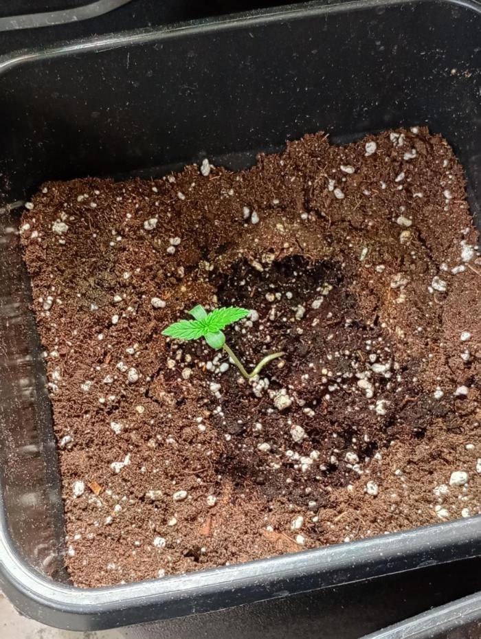 Gelato Mint Auto 00Seeds. Week 1