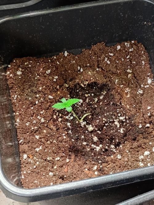 Gelato Mint Auto . Week 1
