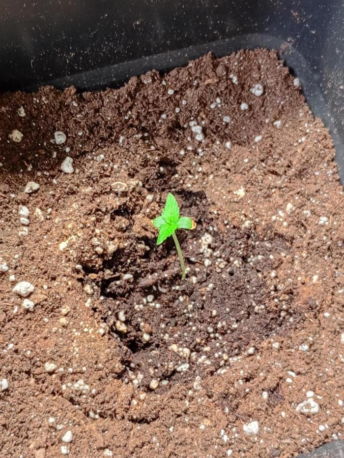 Mango Cherry Runtz F1 CHAMP Fastbuds. Week 1