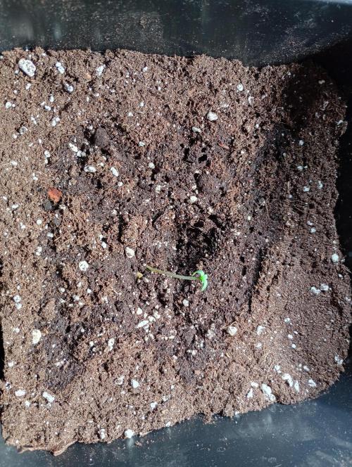 Lemon Cherry Sundae Auto Fastbuds. Week 0