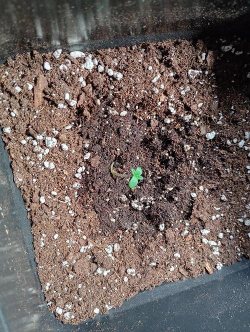 Lemon Cherry Sundae Auto. Week 0