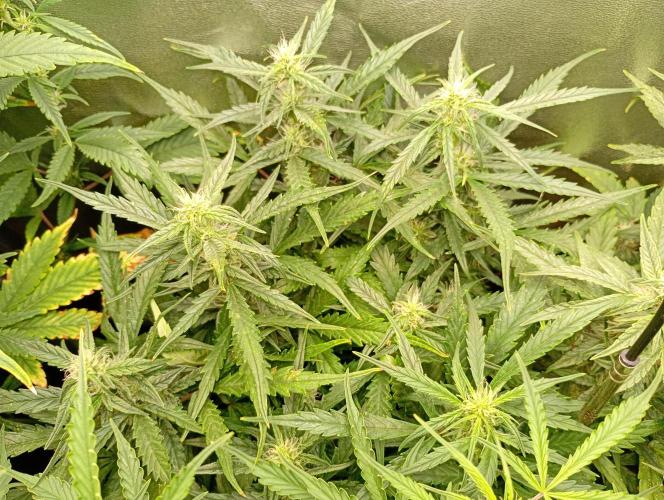 Big Bud Auto Fastbuds. Week 10