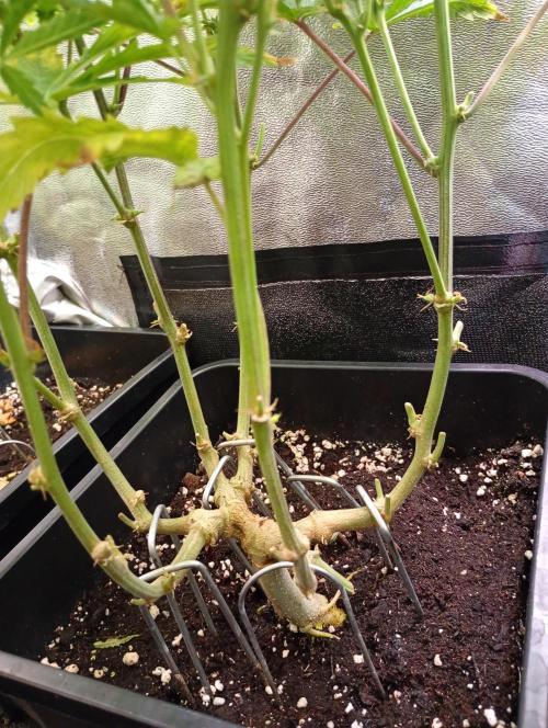 Big Bud Auto Fastbuds. Week 10
