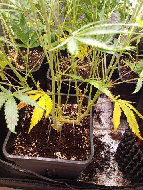 Chaos Cake Auto. Week 9