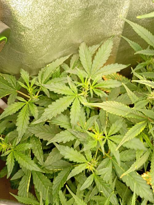 Sweet ZZ Auto Royal Queen Seeds. Week 8