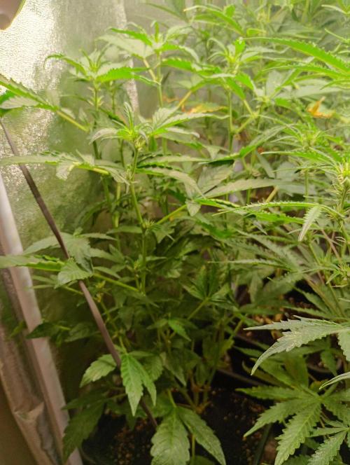 Sweet ZZ Automatic . Week 8