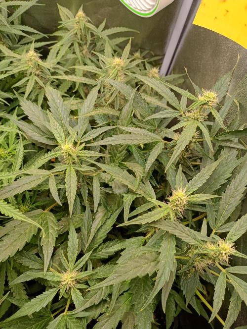 Epsilon F1 Royal Queen Seeds. Week 10
