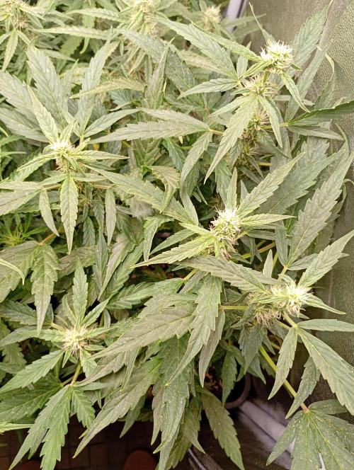 Epsilon F1 Royal Queen Seeds. Week 10