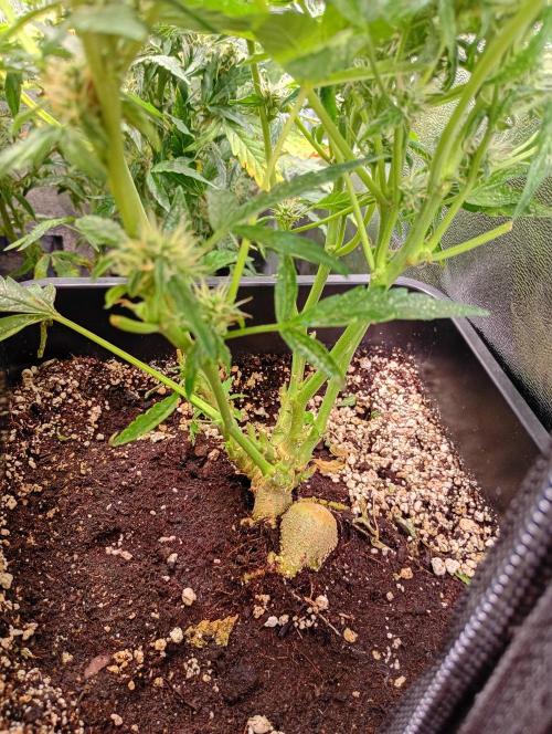 Epsilon F1 Royal Queen Seeds. Week 10