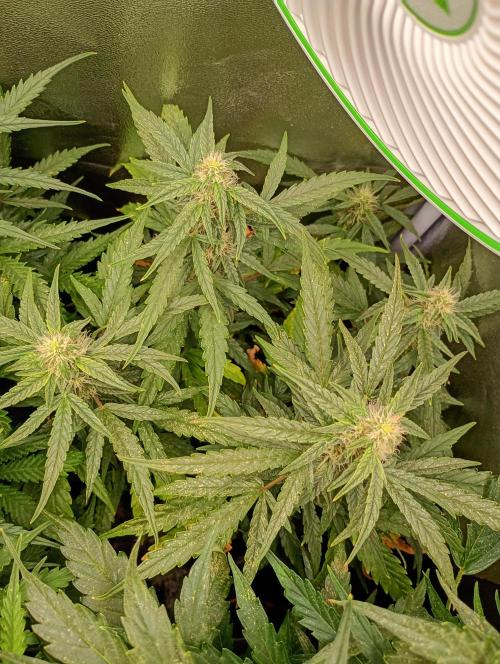 Epsilon F1 Royal Queen Seeds. Week 10