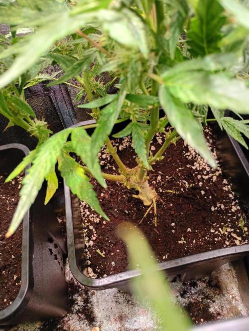 Epsilon F1 Royal Queen Seeds. Week 10
