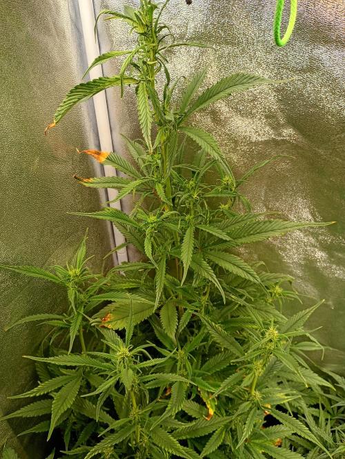 Strawberry Gorilla Auto RF3 Fastbuds. Week 9