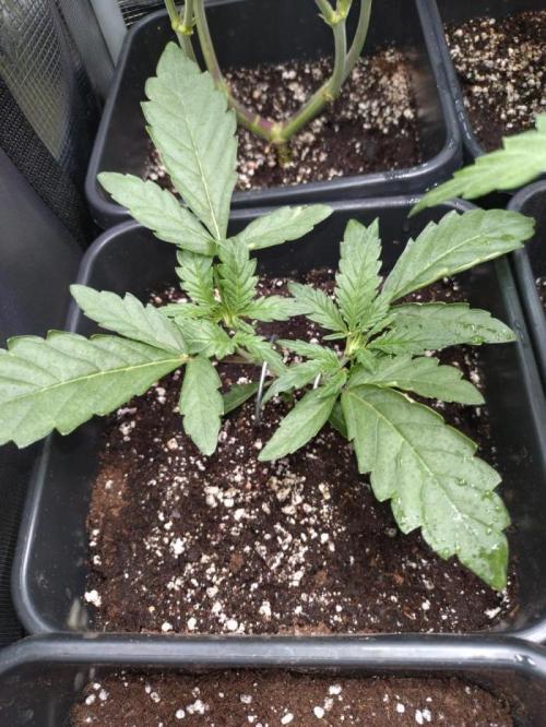 North Thunderfuck Automatic. Week 3