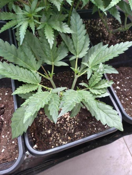 North Thunderfuck Automatic. Week 4