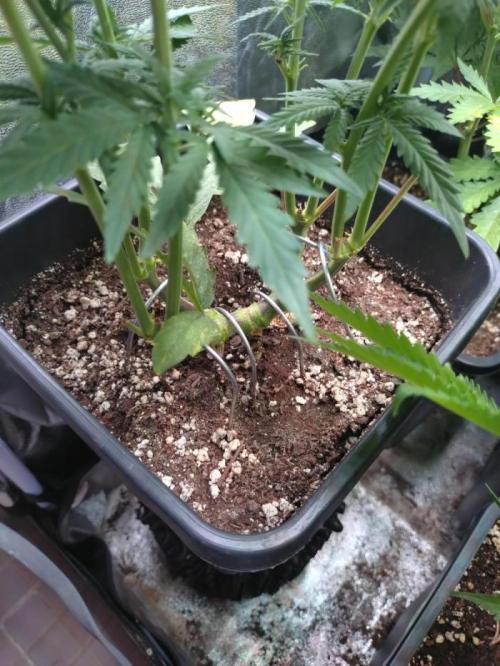 North Thunderfuck Automatic. Week 6