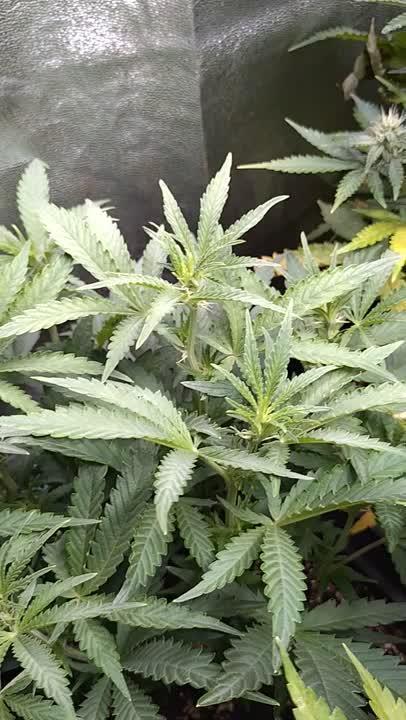 North Thunderfuck Auto RQS