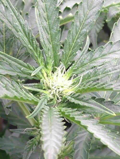 North Thunderfuck Automatic. Week 8