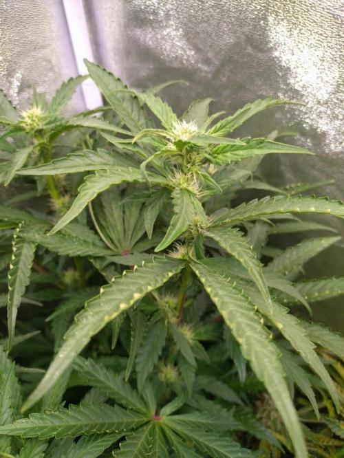 North Thunderfuck Automatic. Week 9