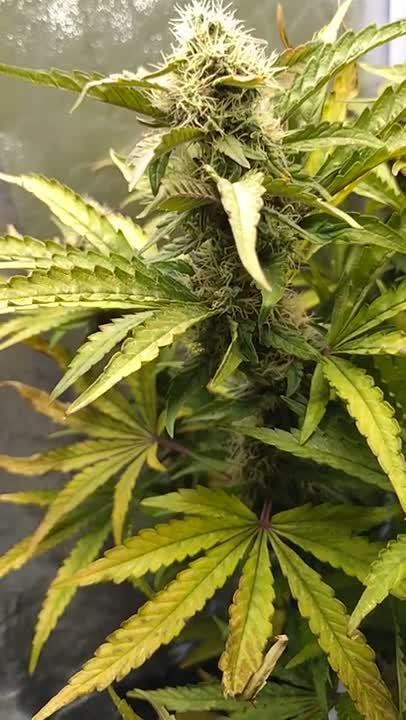 North Thunderfuck Auto RQS