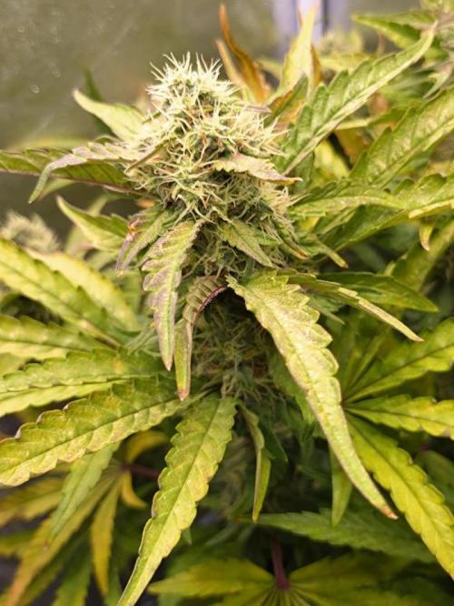 North Thunderfuck Automatic. Week 11