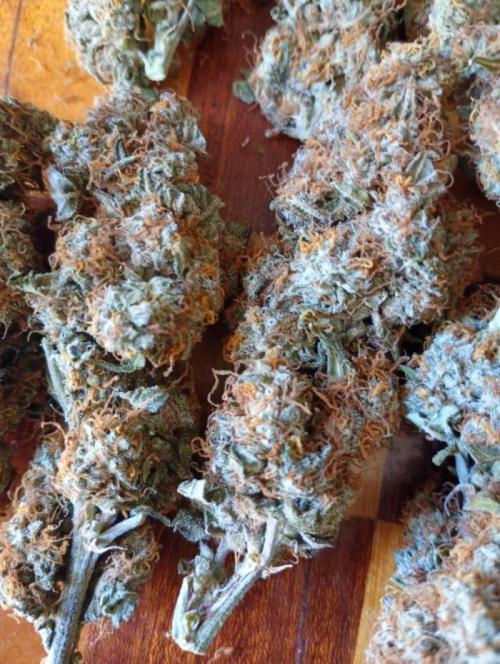 North Thunderfuck Automatic. Week 12