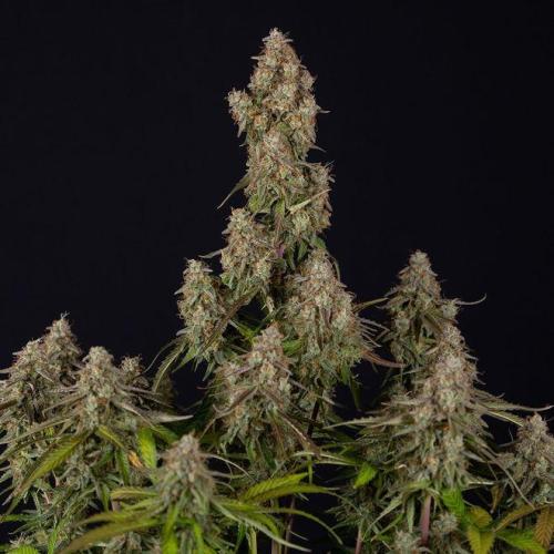 Wurlz F1 Auto Zamnesia. Week 0