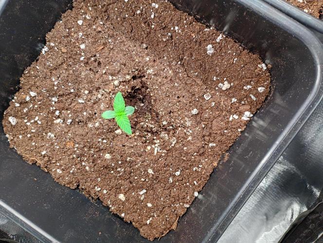 Lemon Cherry Sundae Auto. Week 1