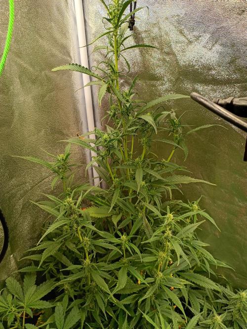 Strawberry Gorilla Auto RF3 Fastbuds. Week 10