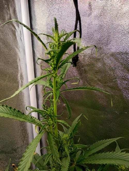 Strawberry Gorilla Auto RF3 Fastbuds. Week 10