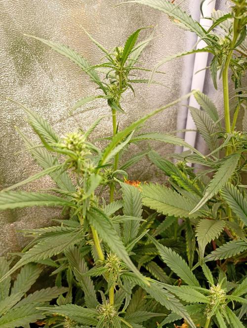 Strawberry Gorilla Auto RF3 Fastbuds. Week 10