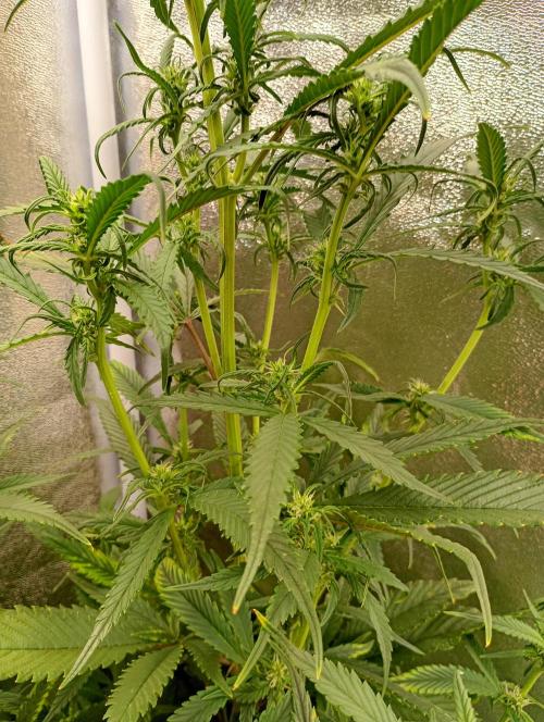 Strawberry Gorilla Auto RF3. Week 10