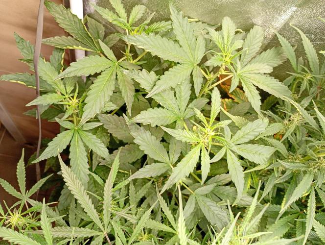 Sweet ZZ Auto Royal Queen Seeds. Week 9