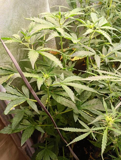 Sweet ZZ Automatic . Week 9