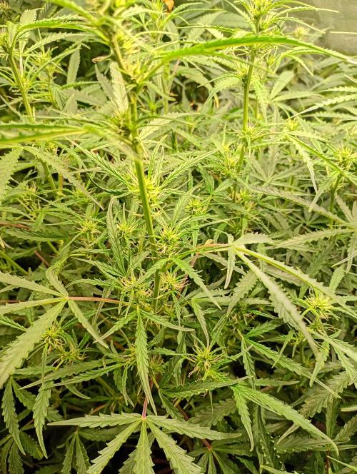 Chaos Cake Auto. Week 10