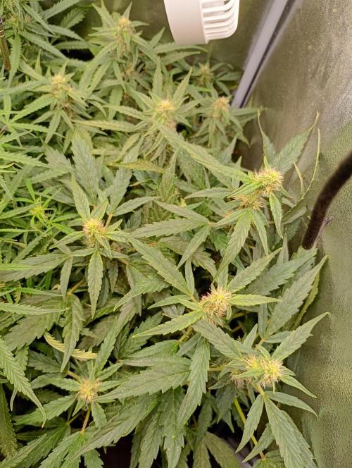 Epsilon F1 Royal Queen Seeds. Week 11