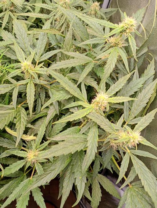Epsilon F1 Royal Queen Seeds. Week 11