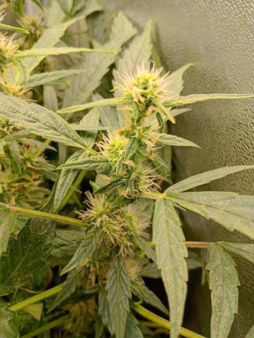 Epsilon F1 Royal Queen Seeds. Week 11