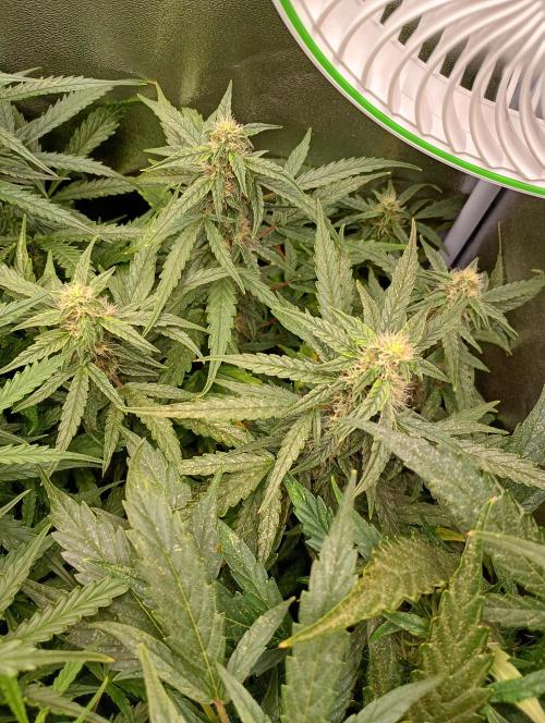 Epsilon F1 Royal Queen Seeds. Week 11