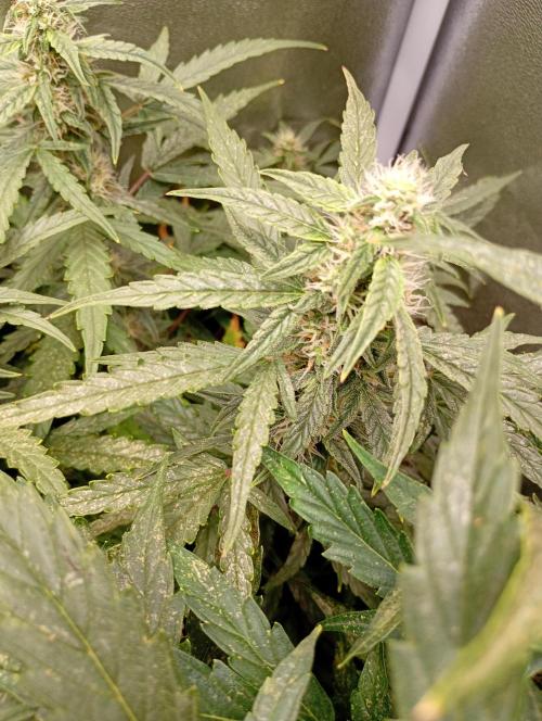 Epsilon F1 Royal Queen Seeds. Week 11
