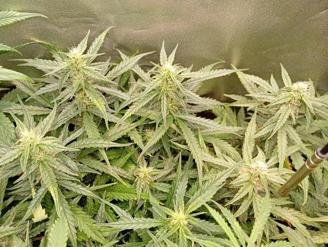 Big Bud Auto Fastbuds. Week 11