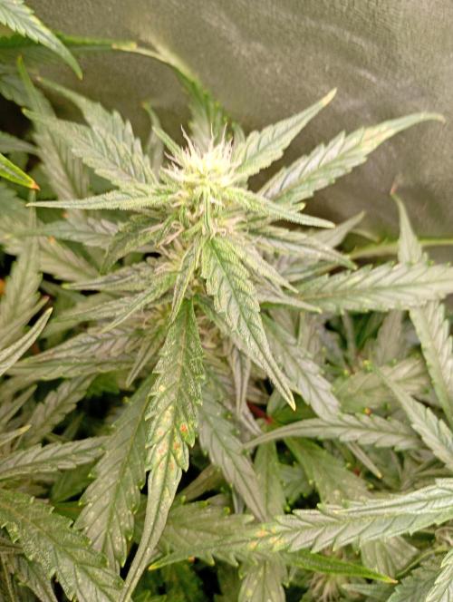 Big Bud Auto Fastbuds. Week 11