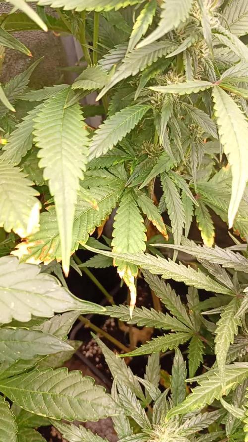 Strawberry Gorilla Auto RF3 Fastbuds
