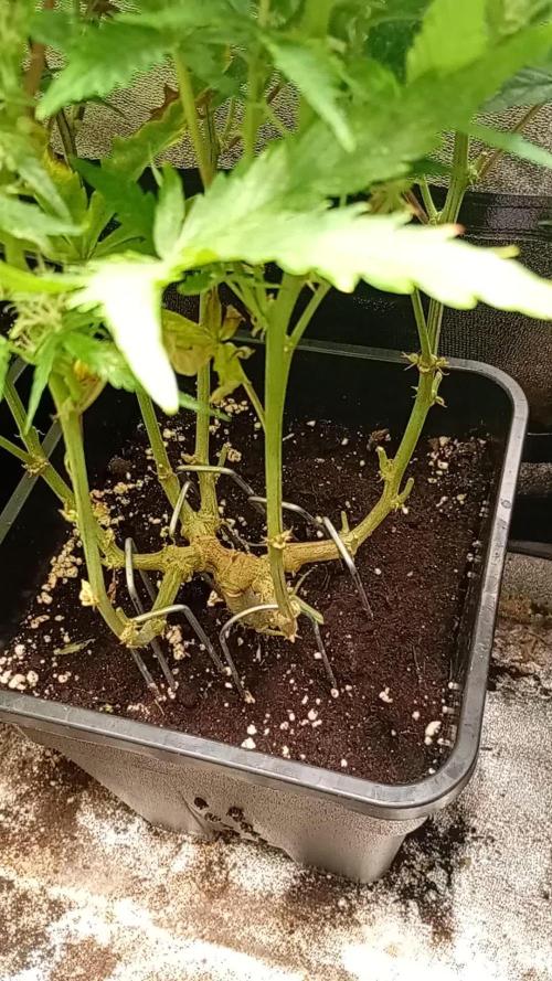 Big Bud Auto Fastbuds