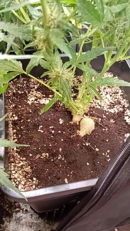 Epsilon F1 Royal Queen Seeds